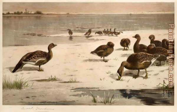 Unapproachable Geese